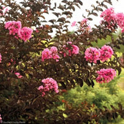 Crape Myrtle, Delta Jazz 8' B&B